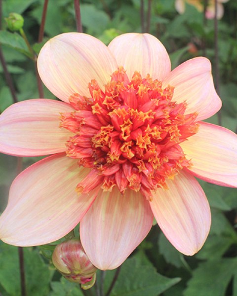 Dahlia Totally Tangerine